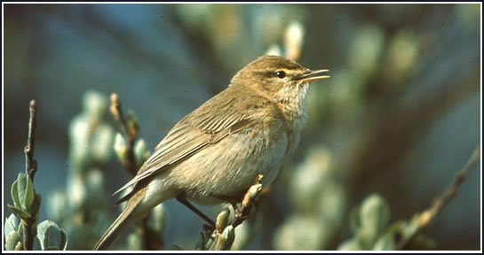 Wildlife Along the Bude Canal Aqueduct